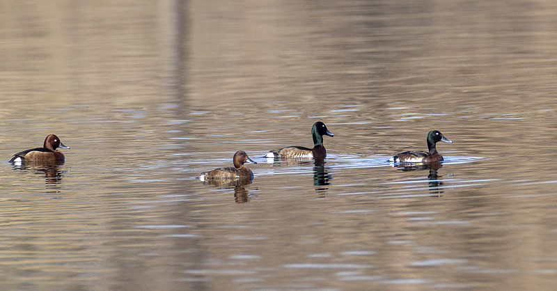 青头潜鸭_VCG(800).jpg 青头潜鸭_VCG(800).jpg