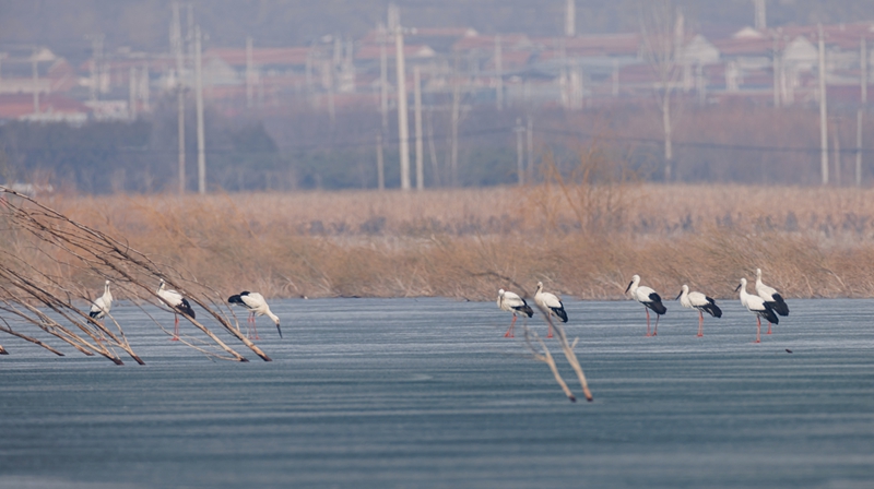 东方白鹳 摄影：宋会强.jpg