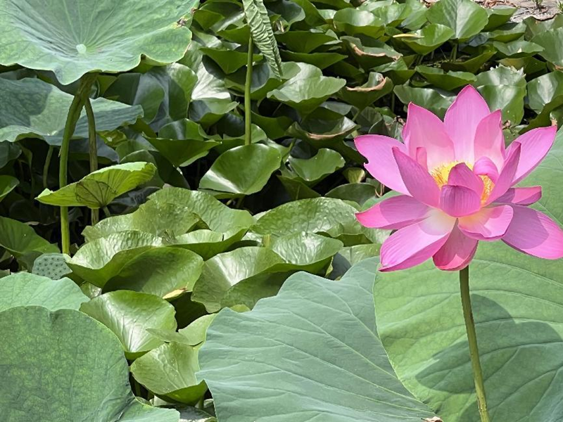 图片1_副本.png 图片1_副本.png