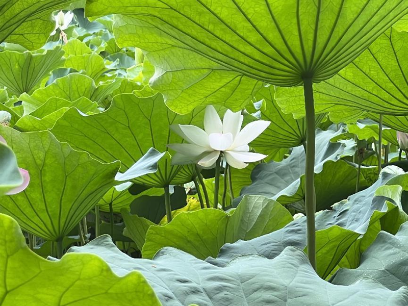 图片2_副本.png 图片2_副本.png