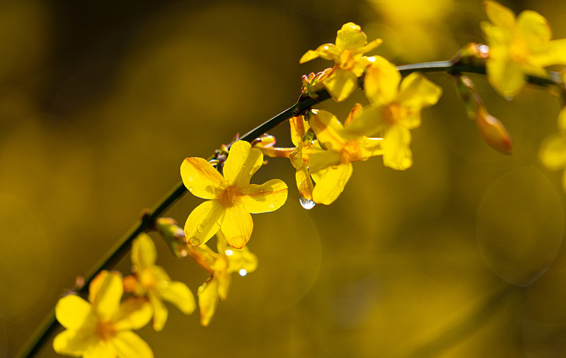 2迎春花 滨河 VCG 原图.jpg