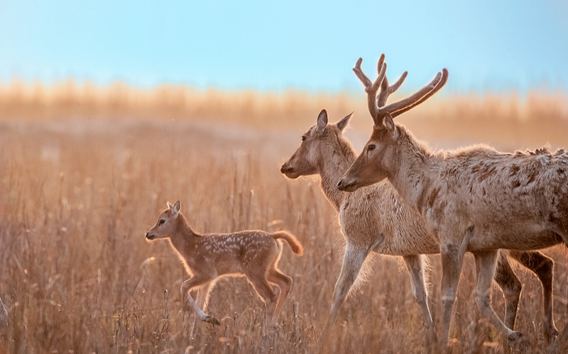 南海子麋鹿VCG 800.jpg